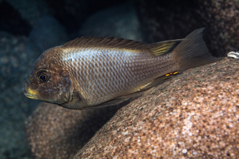 Petrochromis ephippium 'Ulwile Island'